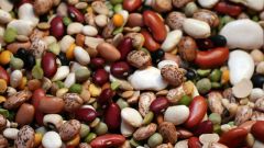 All about bean plants