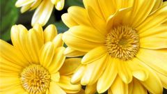 Что символизируют желтые цветы