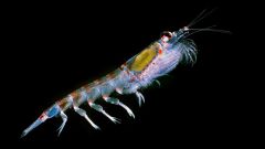 Что такое планктон 