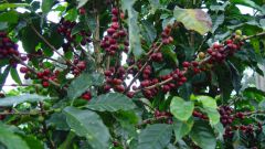 Как вырастить кофейное дерево дома