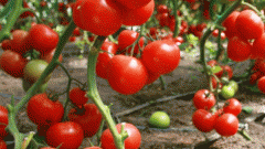 Какие удобрения необходимы для помидоров