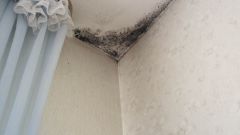 How to get out of the house mold?