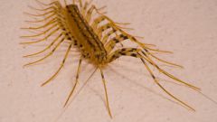 Looks like centipede and dangerous whether it is for a person