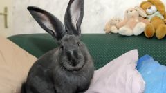 Фландр – гигантский домашний кролик