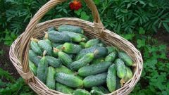 Raise the yield of cucumbers