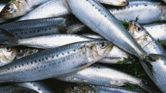What to cook herring