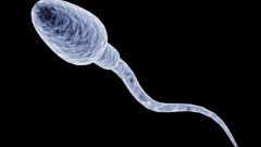 Сколько живут сперматозоиды