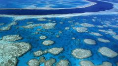 Что такое Большой Барьерный риф