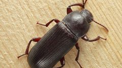 How to destroy black beetles in the house
