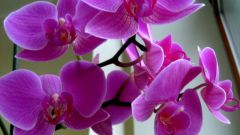 Как выращивать орхидею в горшке