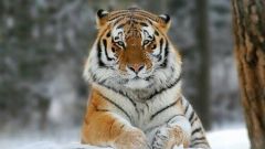 Как выглядит уссурийский тигр
