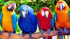 How much are parrots 
