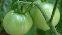 Что можно приготовить из зеленых помидоров