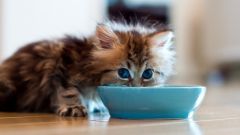 What to feed a month old kitten 