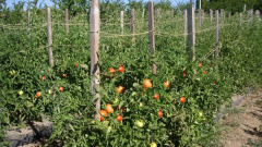 As pasynkovat tomatoes