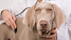 How to treat a sick liver in a dog