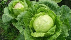 What days are favorable for planting cabbage