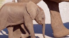 Как размножаются слоны 