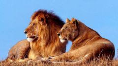 Как живет семья львов