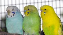 How old are the budgies