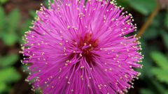 How to grow Mimosa pudica