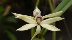 Необычные орхидеи 