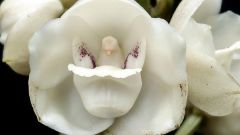 Необычные орхидеи (часть 2)