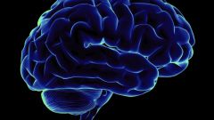 Как работает мозг человека 