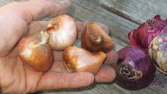 Как сохранить луковицы и корневища цветов до высадки в грунт