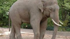 Чем отличается индийский слон от африканского 