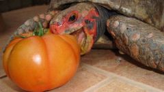 Что едят черепахи