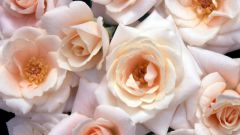 How to choose fresh roses