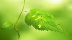 Что такое сетчатое жилкование листьев 