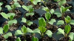 Выращивание капусты без рассады