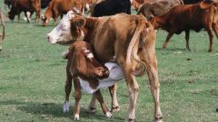 Лечение домашнего скота травами