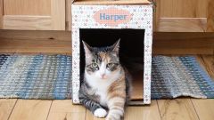 How to make a house cat out of the box