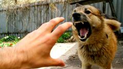 Как вести себя при встрече с агрессивной собакой