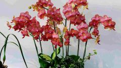Phalaenopsis at home: do I need to remove stems