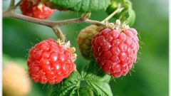 How to tie up raspberries right