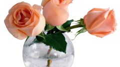 Что нужно, чтобы розы дольше стояли в вазе