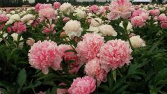 Why peonies don't bloom
