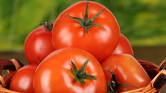 Care of tomatoes: what have to do 
