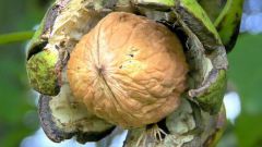 Как вырастить дерево грецкого ореха