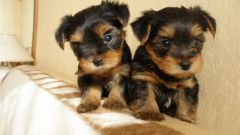 How to care for a Yorkshire Terrier puppy