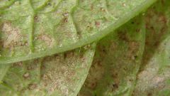 How to rid aphids from Prunus