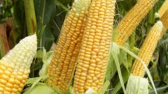 Почему кукуруза — царица полей