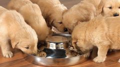 What to feed a newborn puppy