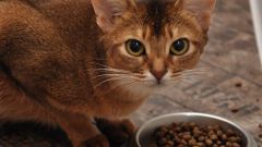 Как рассчитать порцию еды для кота