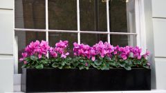 Цветники на окнах – какие растения выбрать