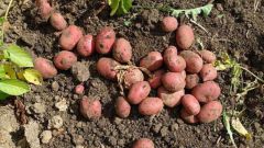Способы размножения картофеля